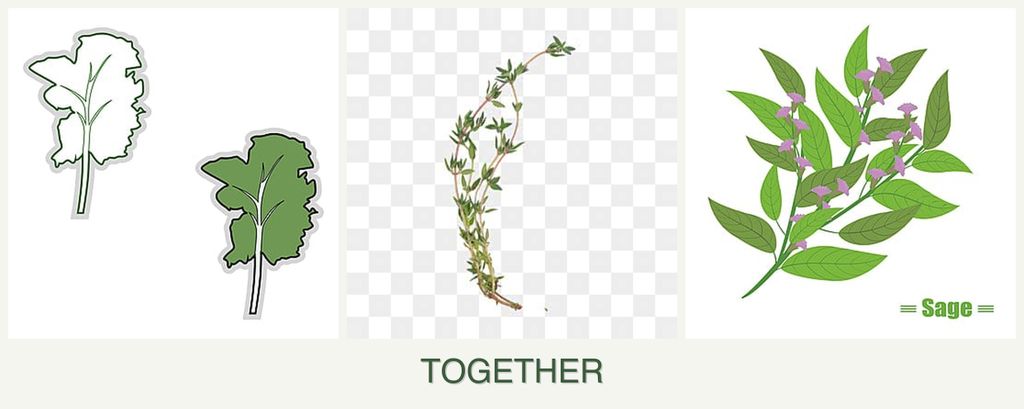 Can you plant kale, thyme and sage together?
