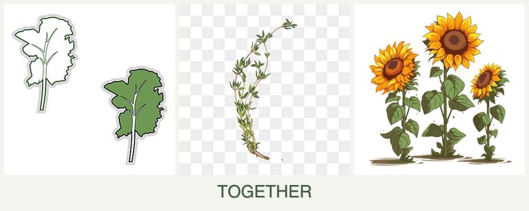 Can you plant kale, thyme and sunflowers together?