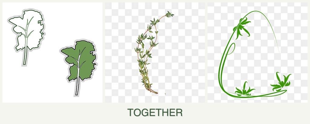 Can you plant kale, thyme and tarragon together?