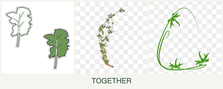 Can you plant kale, thyme and tarragon together?