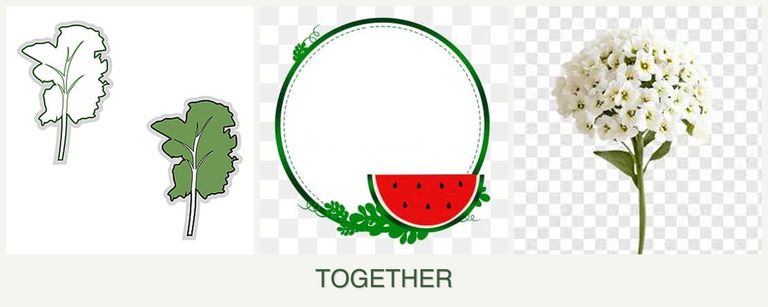 Can you plant kale, watermelons and alyssum together?