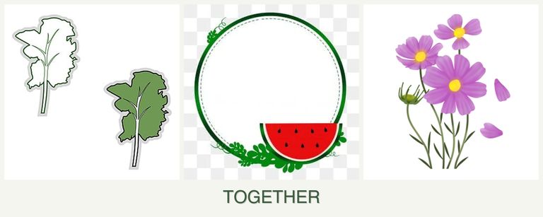 Can you plant kale, watermelons and cosmos together?