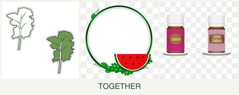 Can you plant kale, watermelons and geraniums together?