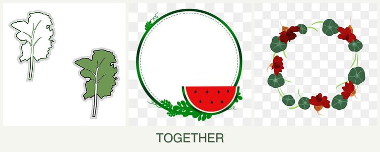 Can you plant kale, watermelons and nasturtiums together?