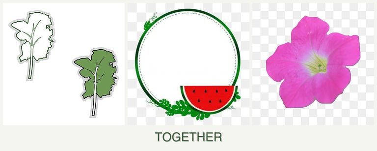 Can you plant kale, watermelons and petunias together?