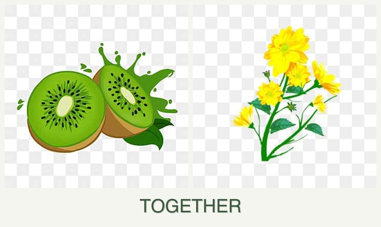 Can you plant kiwi and calendula together?
