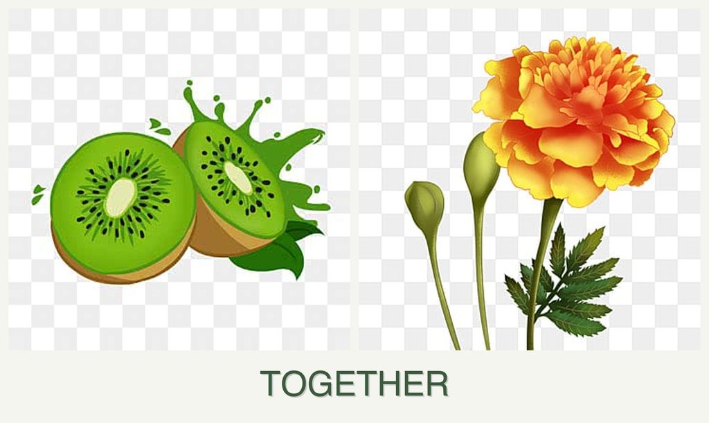 Can you plant kiwi and marigolds together?