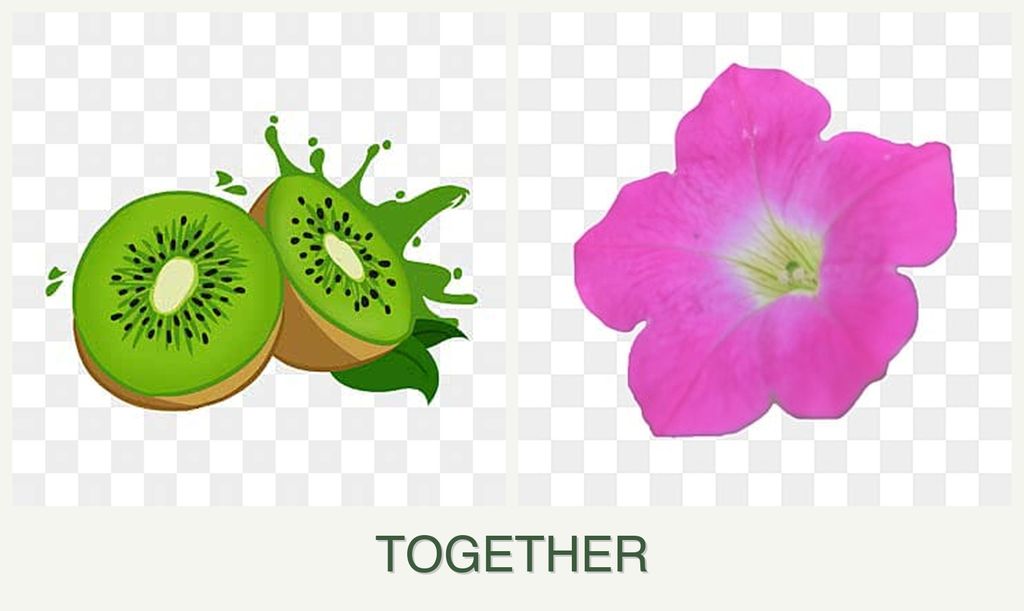 Can you plant kiwi and petunias together?