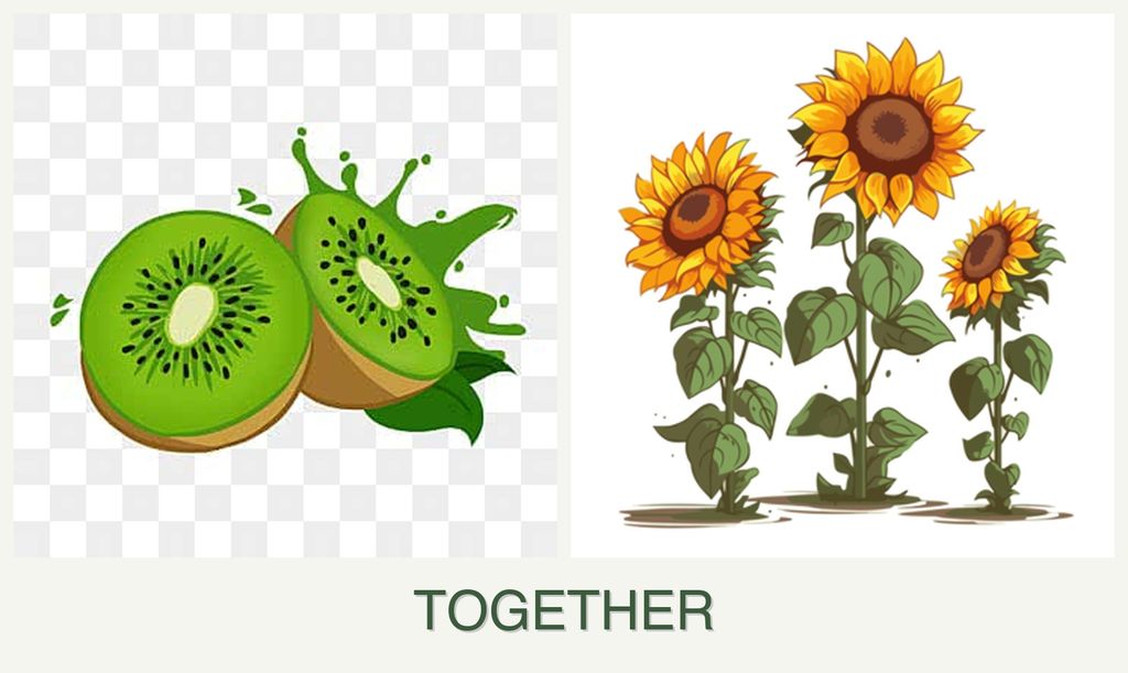 Can you plant kiwi and sunflowers together?
