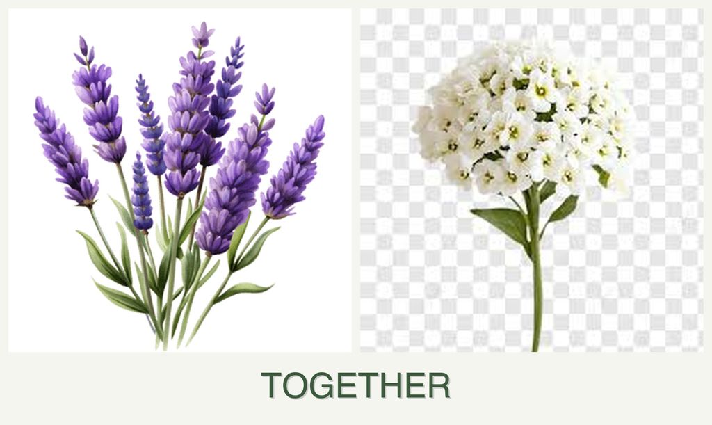 Can you plant lavender and alyssum together?