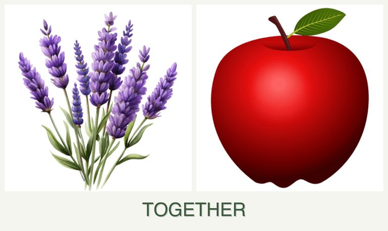Can you plant lavender and apples together?