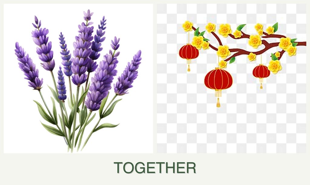 Can you plant lavender and apricots together?