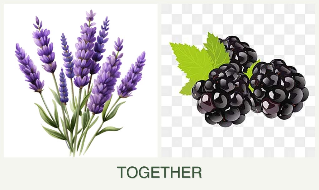 Can you plant lavender and blackberries together?