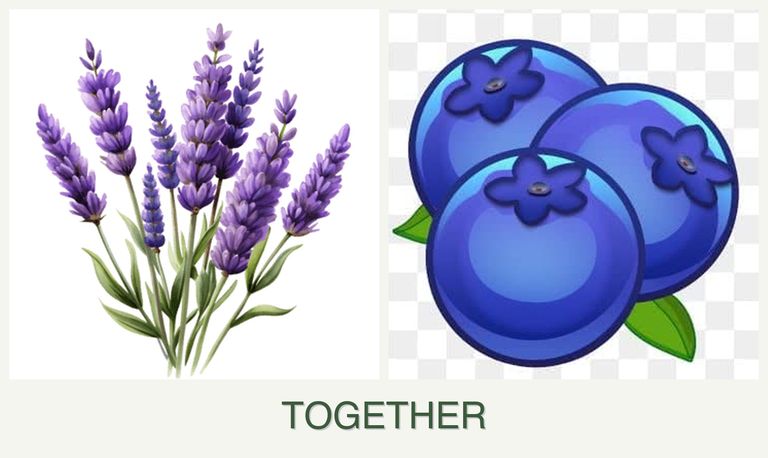 Can you plant lavender and blueberries together?