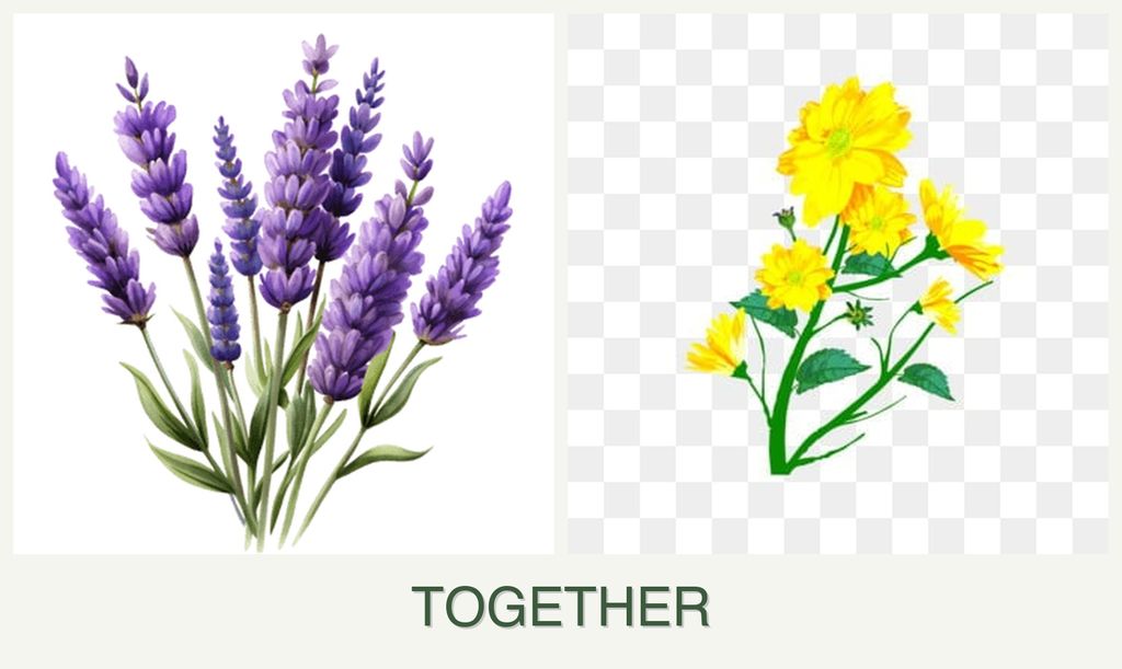 Can you plant lavender and calendula together?