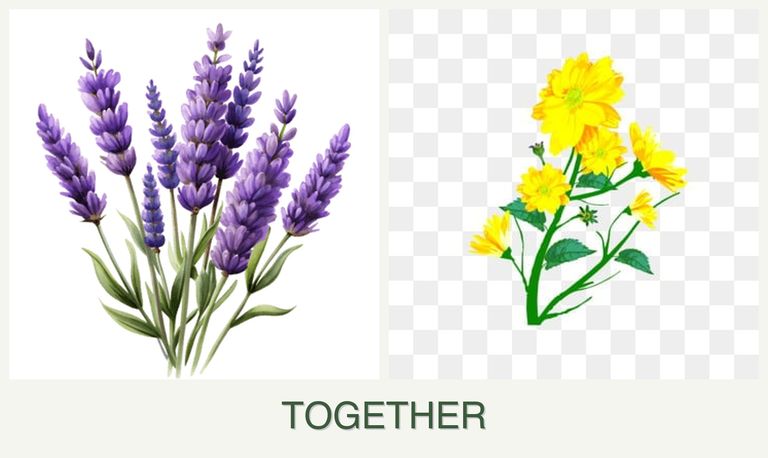 Can you plant lavender and calendula together?