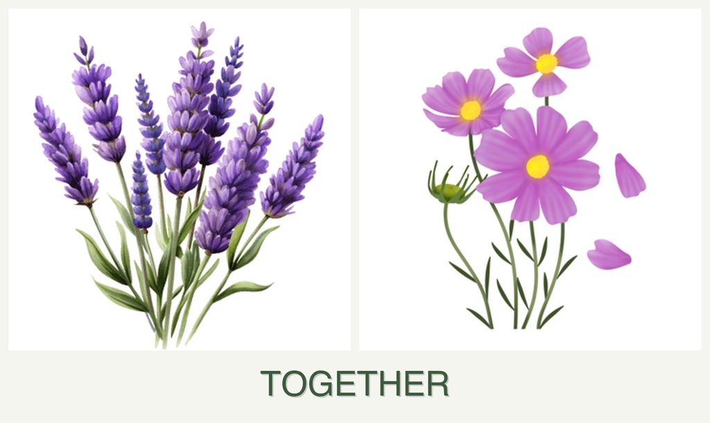 Can you plant lavender and cosmos together?