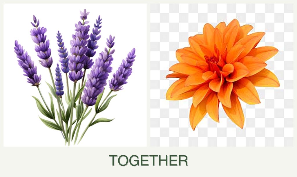 Can you plant lavender and dahlias together?