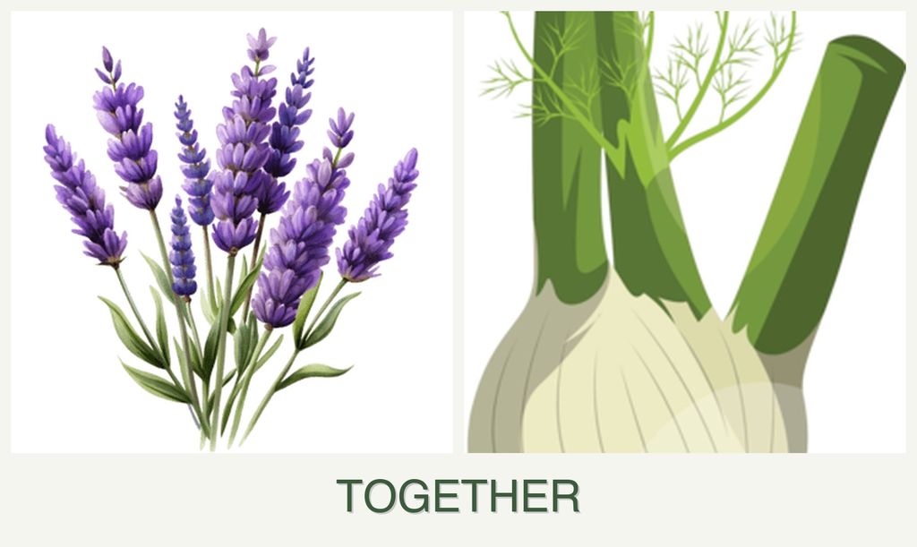 Can you plant lavender and fennel together?