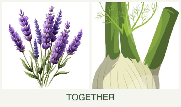 Can you plant lavender and fennel together?