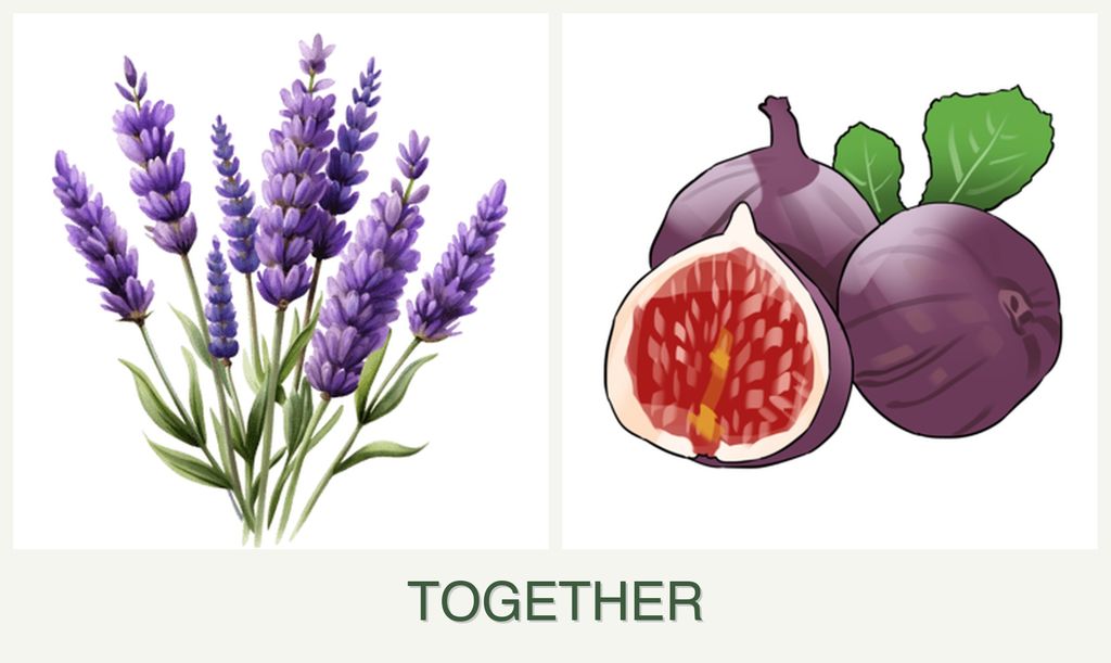 Can you plant lavender and figs together?