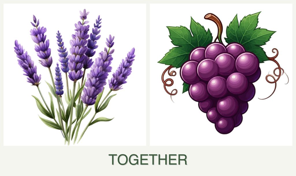 Can you plant lavender and grapes together?