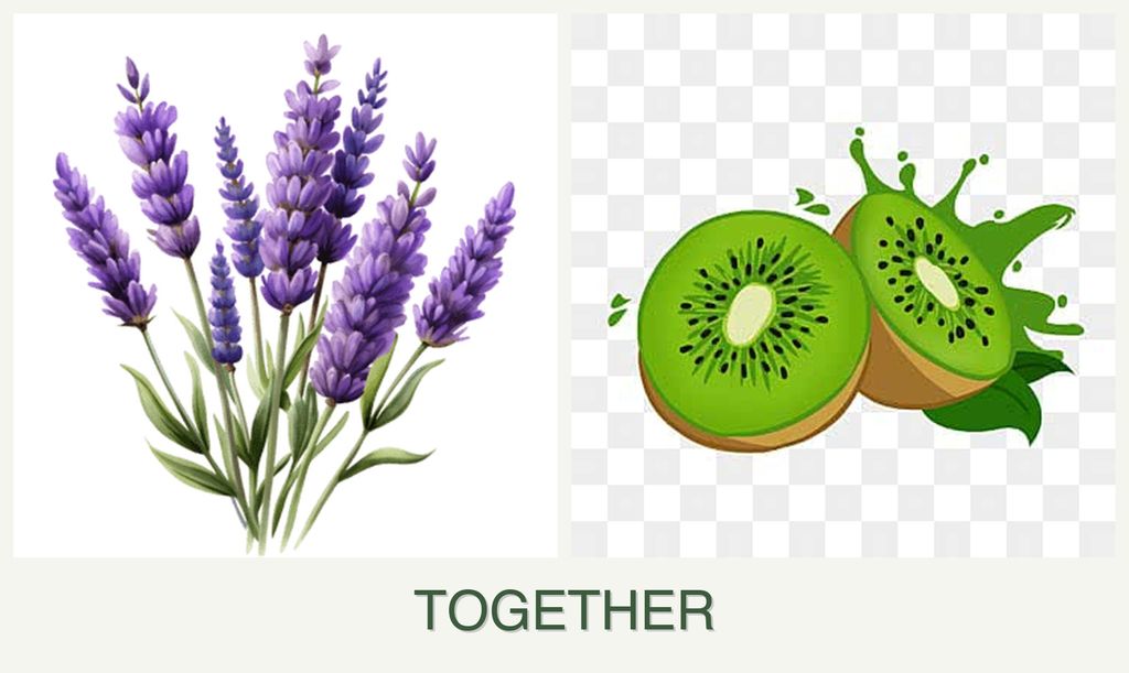 Can you plant lavender and kiwi together?