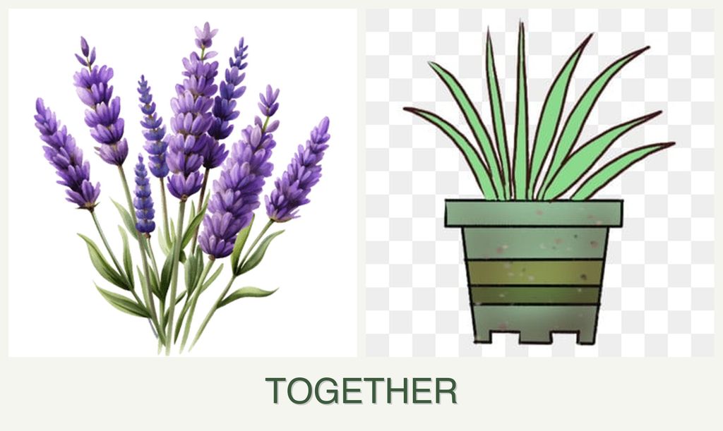 Can you plant lavender and lemongrass together?