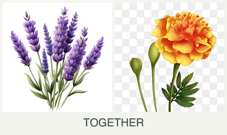 Can you plant lavender and marigolds together?