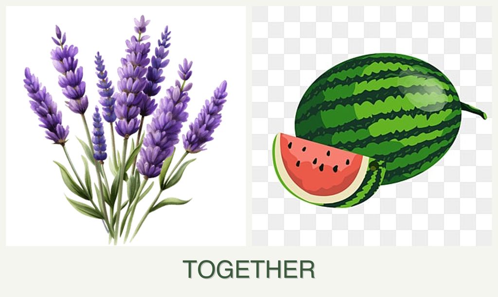 Can you plant lavender and melons together?
