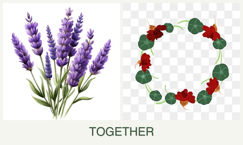 Can you plant lavender and nasturtiums together?