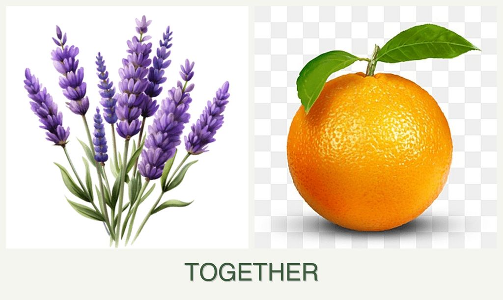 Can you plant lavender and oranges together?