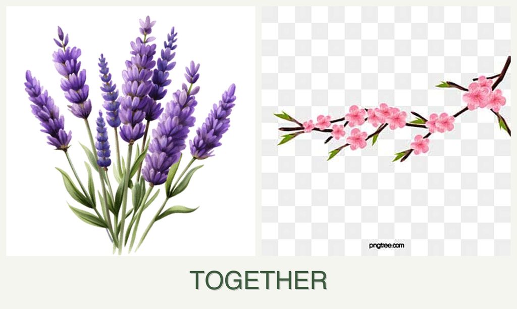 Can you plant lavender and peaches together?