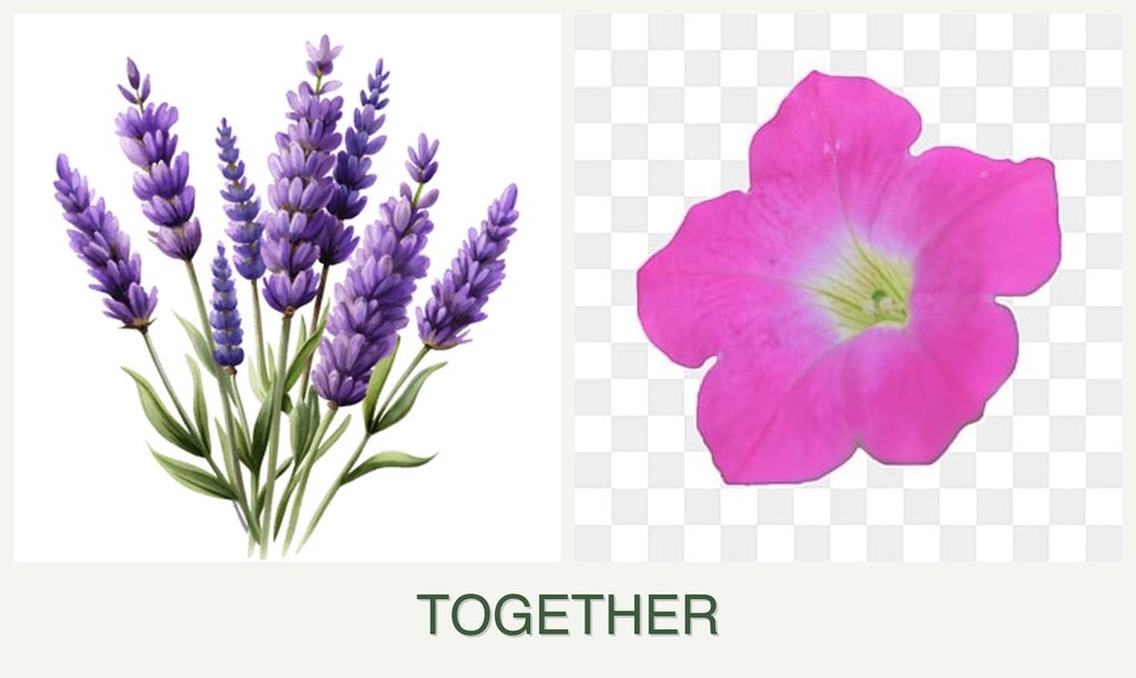 Can you plant lavender and petunias together?