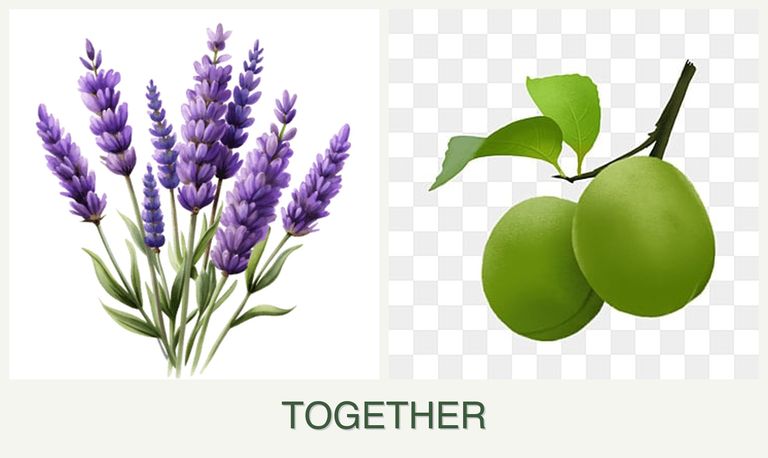 Can you plant lavender and plums together?