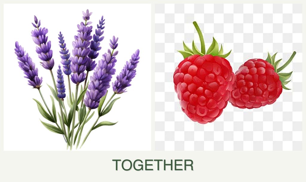 Can you plant lavender and raspberries together?