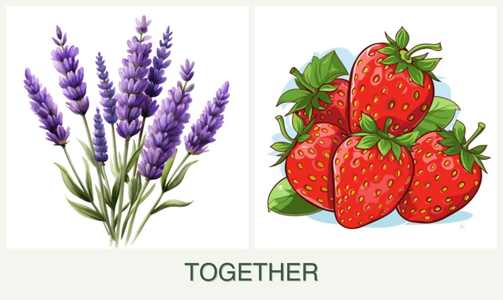 Can you plant lavender and strawberries together?