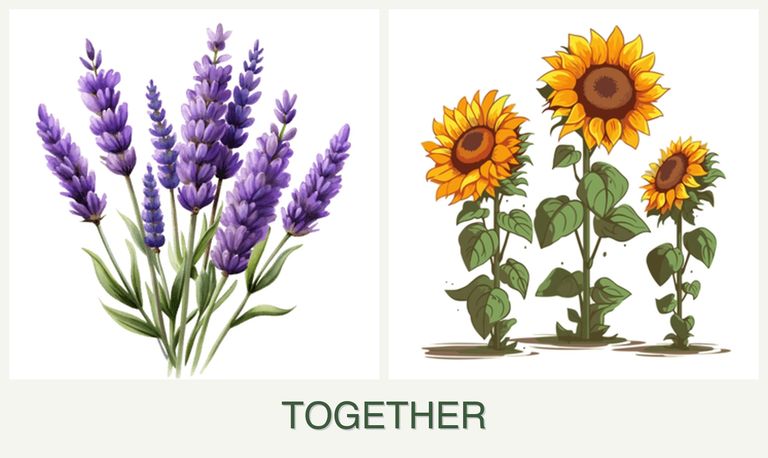 Can you plant lavender and sunflowers together?
