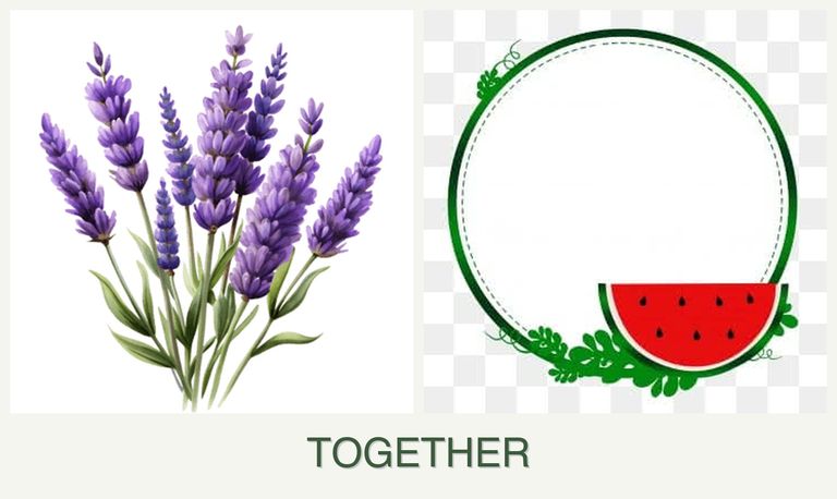 Can you plant lavender and watermelons together?