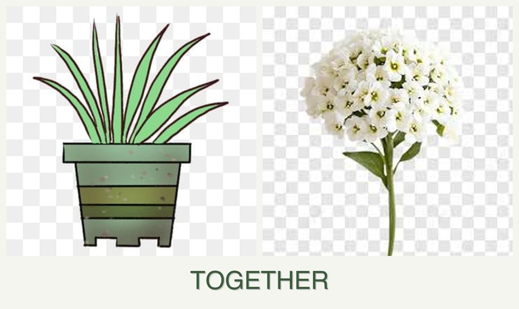 Can you plant lemongrass and alyssum together?