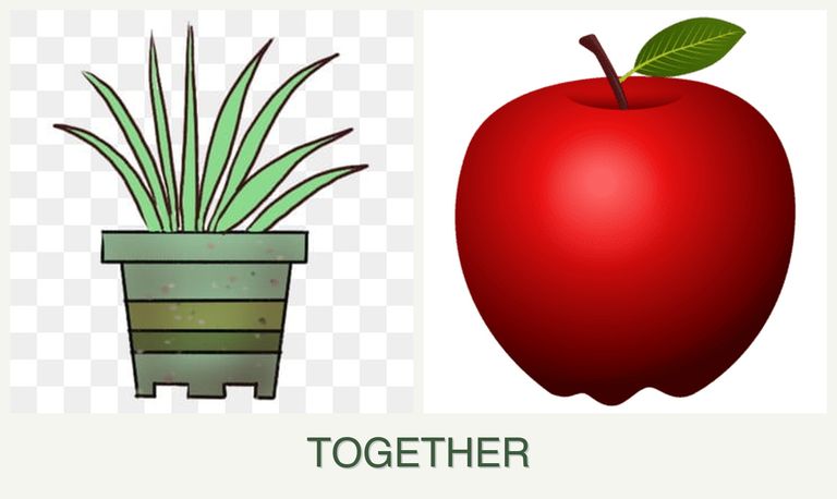 Can you plant lemongrass and apples together?