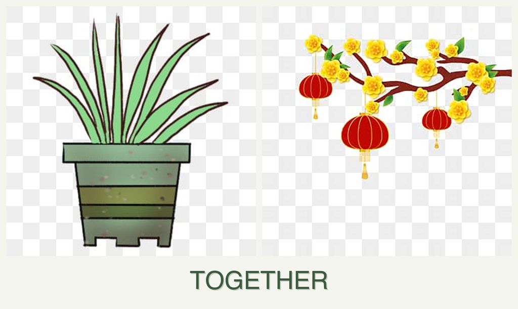 Can you plant lemongrass and apricots together?