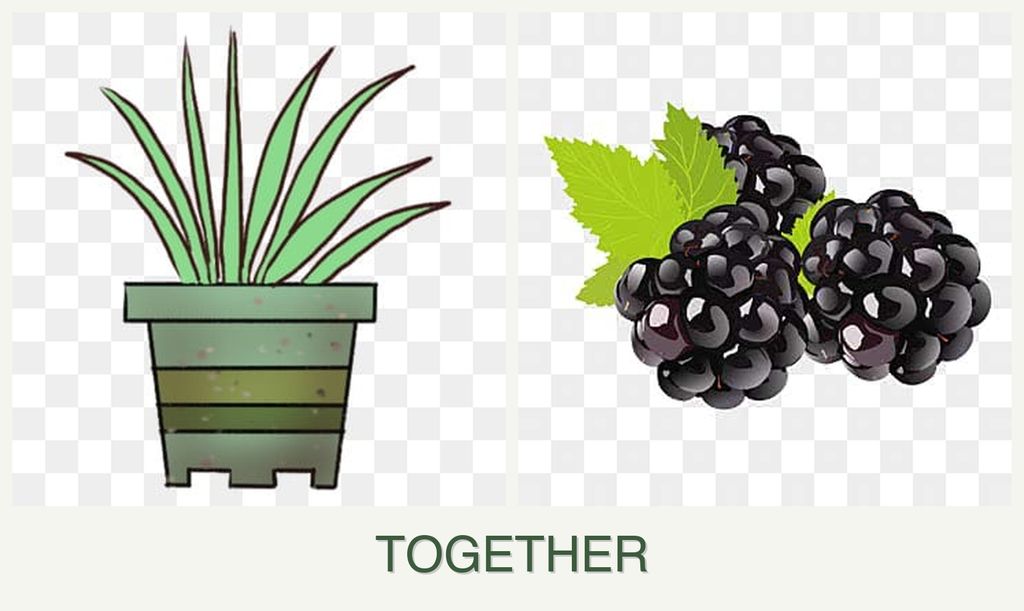 Can you plant lemongrass and blackberries together?