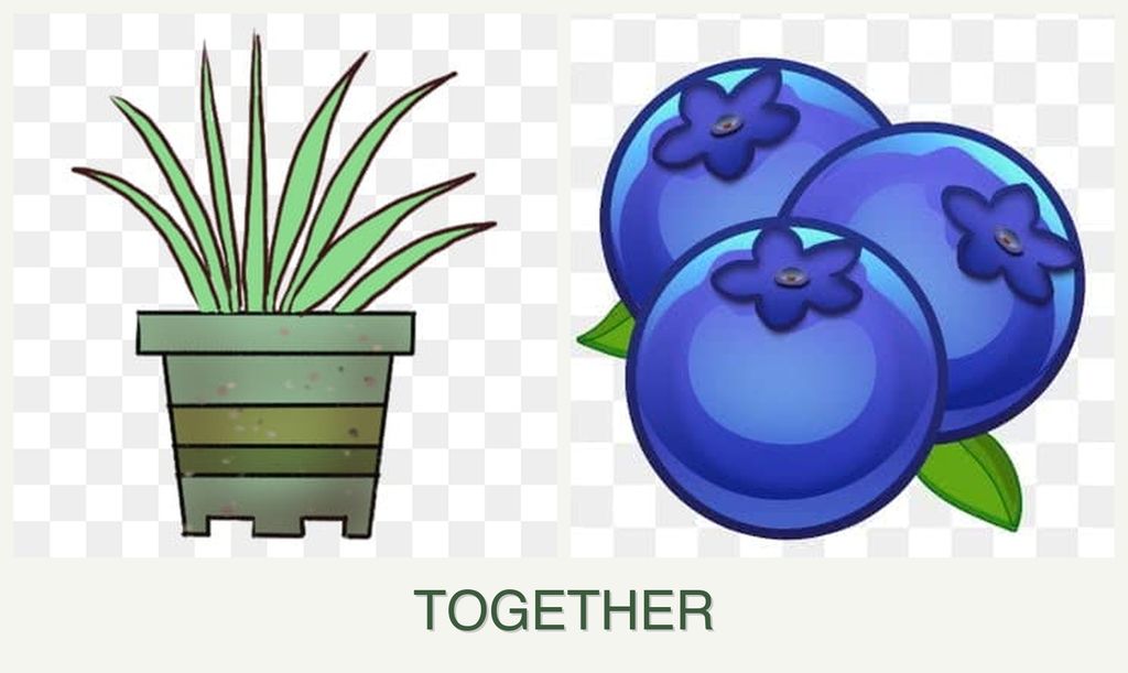 Can you plant lemongrass and blueberries together?