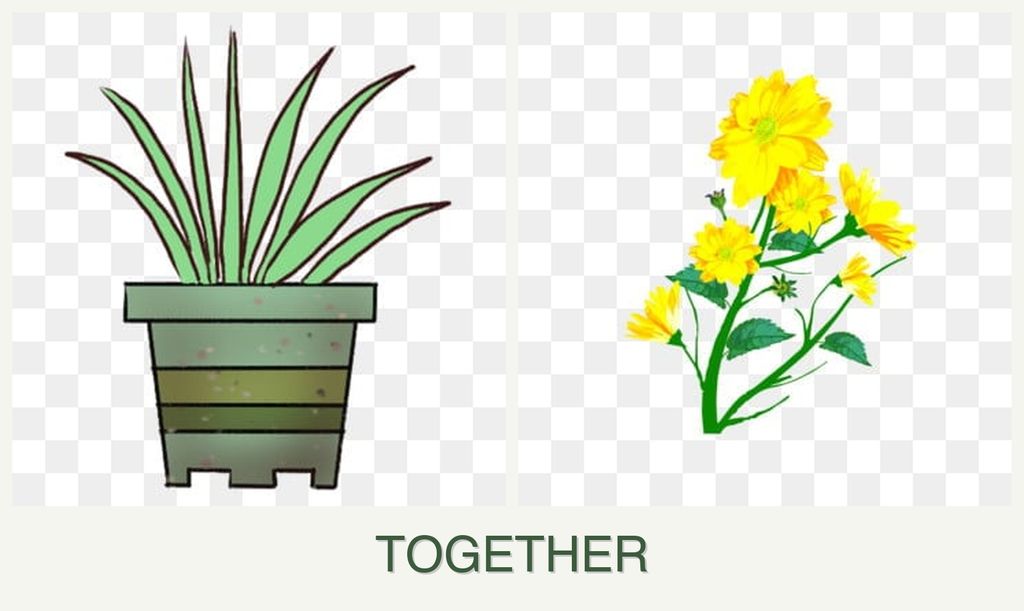 Can you plant lemongrass and calendula together?