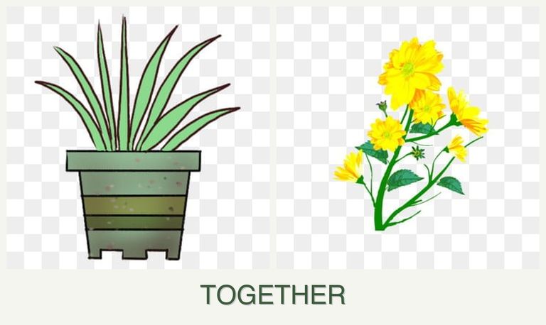 Can you plant lemongrass and calendula together?