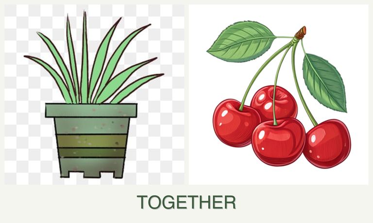 Can you plant lemongrass and cherries together?