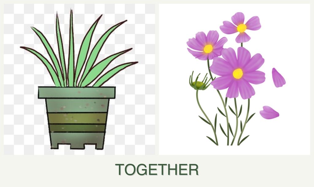 Can you plant lemongrass and cosmos together?
