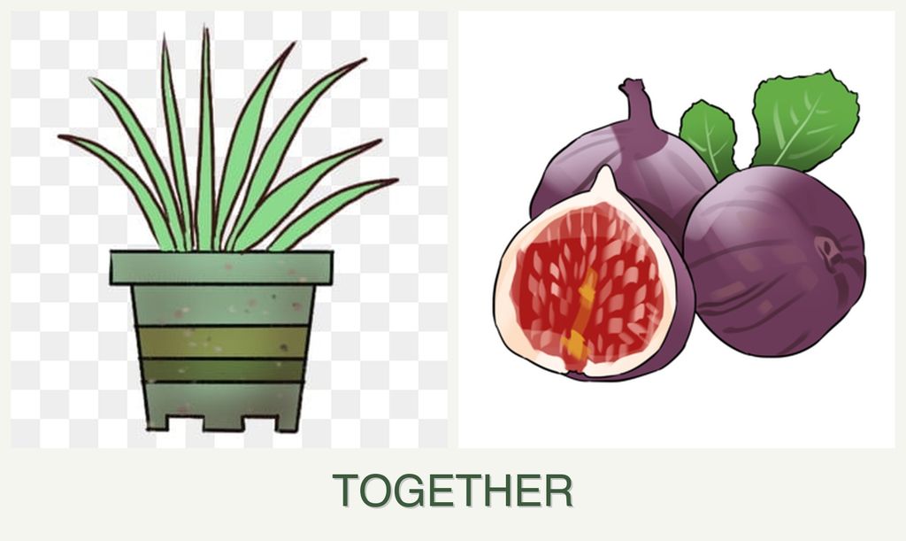 Can you plant lemongrass and figs together?