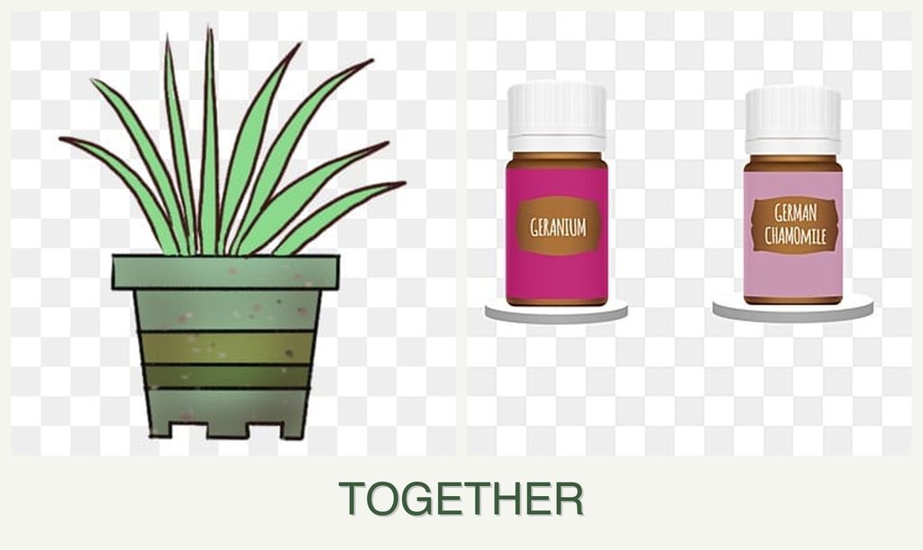 Can you plant lemongrass and geraniums together?